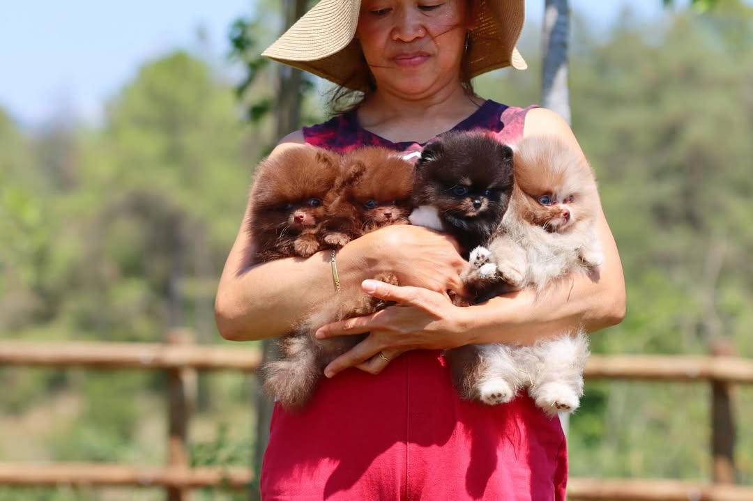 Adorable Pomeranian Puppies for Sale – Tiny, Fluffy, and Full of Personality! 🐾