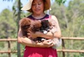 Adorable Pomeranian Puppies for Sale – Tiny, Fluffy, and Full of Personality! 🐾