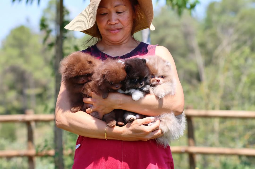 Adorable Pomeranian Puppies for Sale – Tiny, Fluffy, and Full of Personality! 🐾