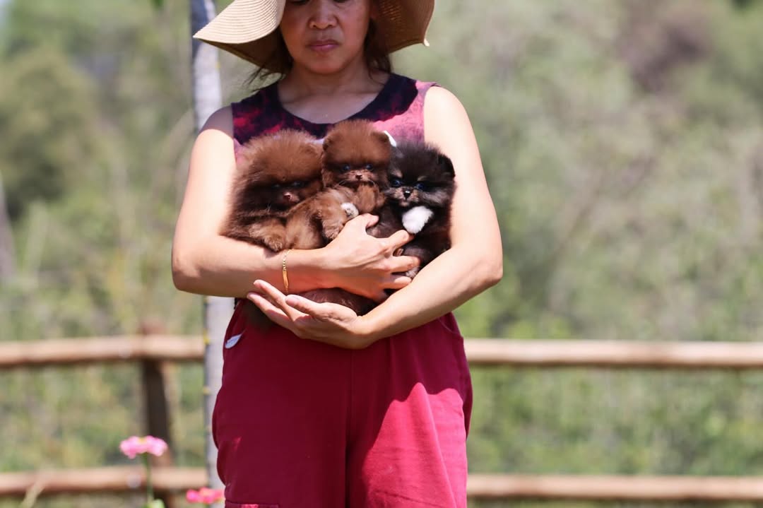 Adorable Pomeranian Puppies for Sale – Tiny, Fluffy, and Full of Personality! 🐾