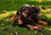 Healthy Rottweiler Puppies for sale.