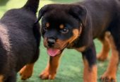Healthy Rottweiler Puppies for sale.