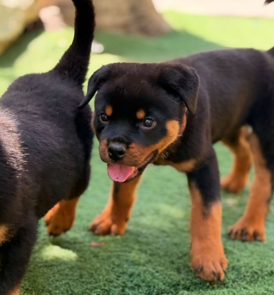 Healthy Rottweiler Puppies for sale.