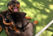 Healthy Rottweiler Puppies for sale.