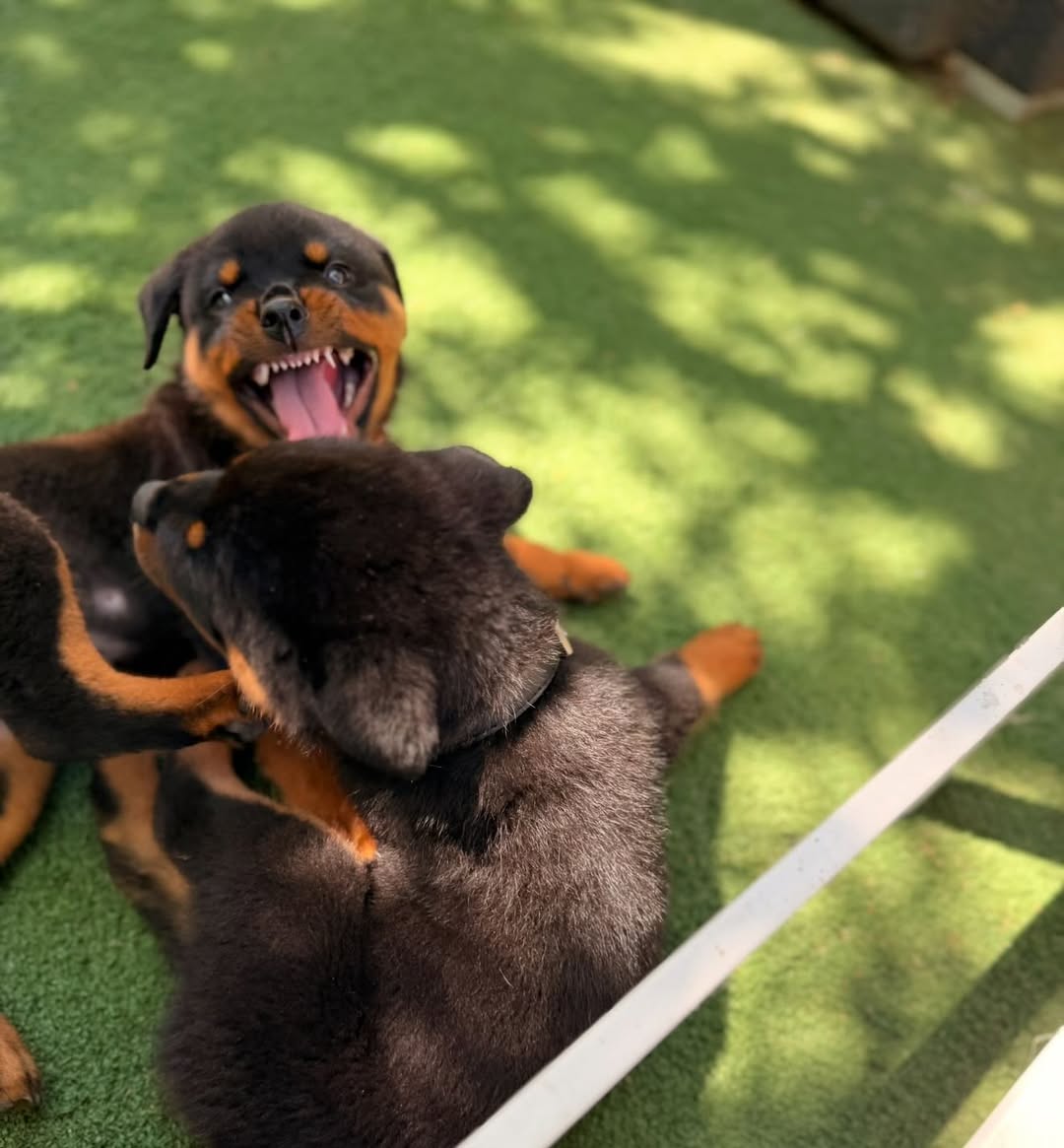 Healthy Rottweiler Puppies for sale.