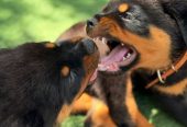 Healthy Rottweiler Puppies for sale.