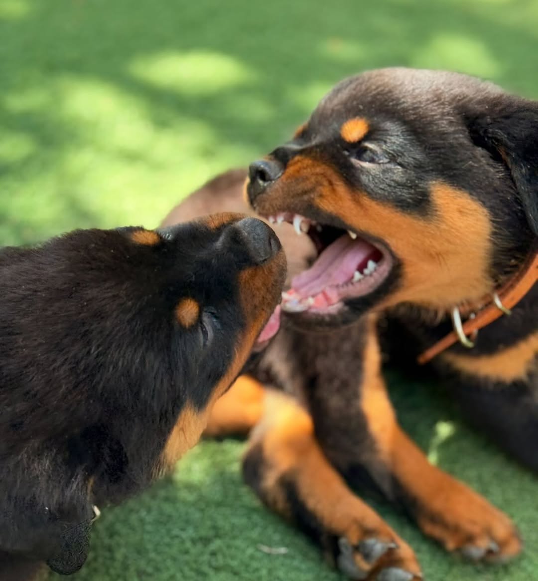 Healthy Rottweiler Puppies for sale.
