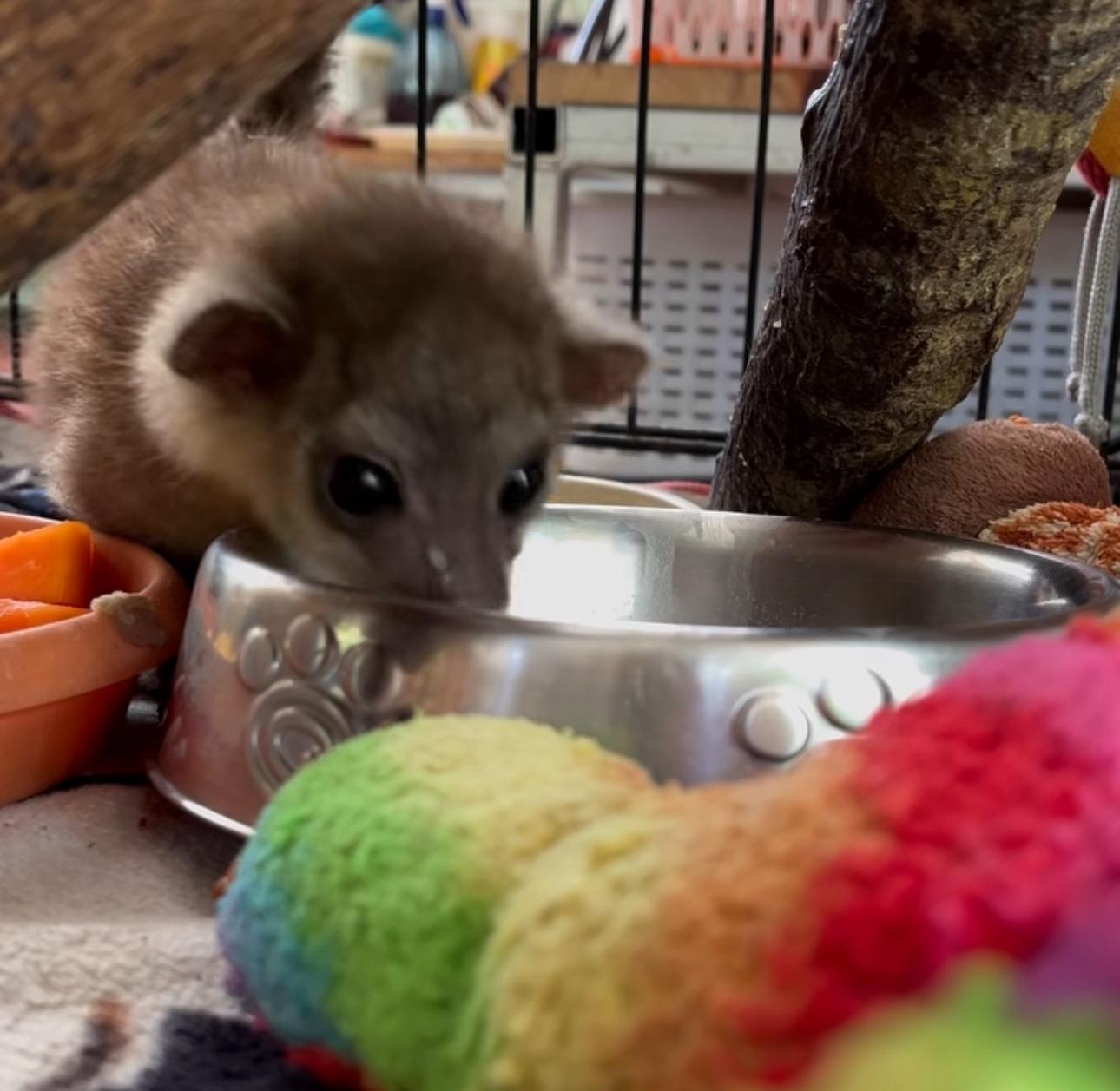 Baby Kinkajous very sweet 4months old. available and ready now