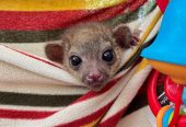 Baby Kinkajous very sweet 4months old. available and ready now