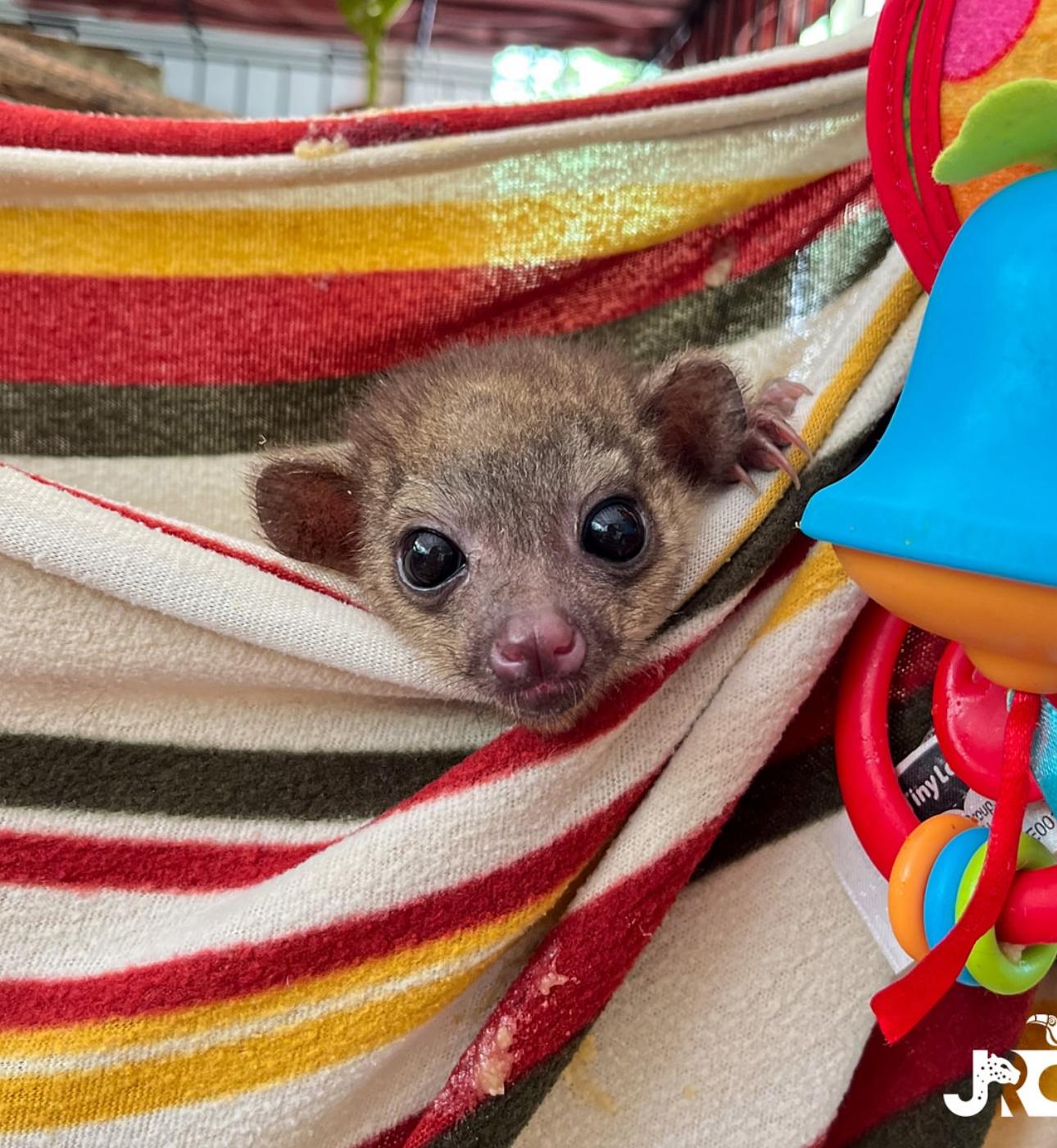 Baby Kinkajous very sweet 4months old. available and ready now