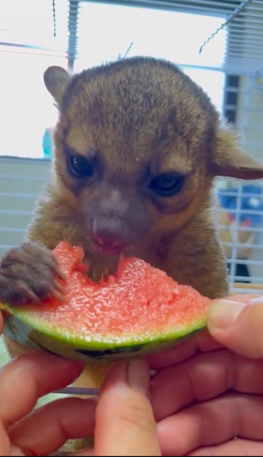 Baby Kinkajous very sweet 4months old. available and ready now