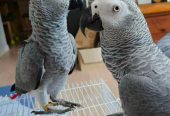 Healthy Young baby African Grey Parrots for sale whatsApp: +447832351487