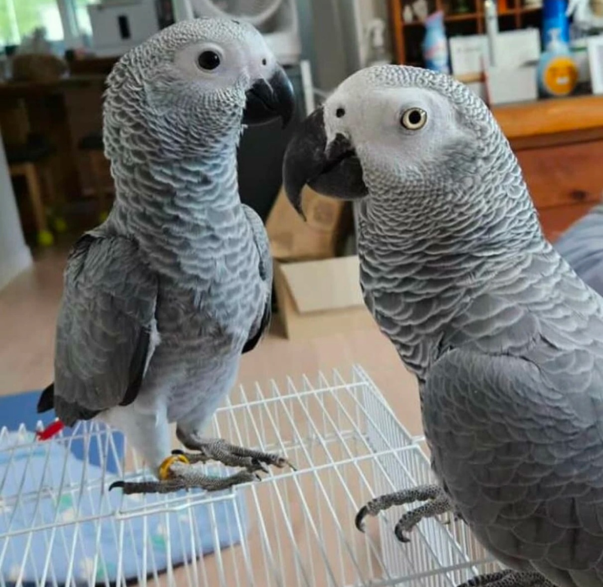 Healthy Young baby African Grey Parrots for sale whatsApp: +447832351487