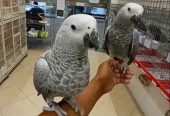 Healthy Young baby African Grey Parrots for sale whatsApp: +447832351487