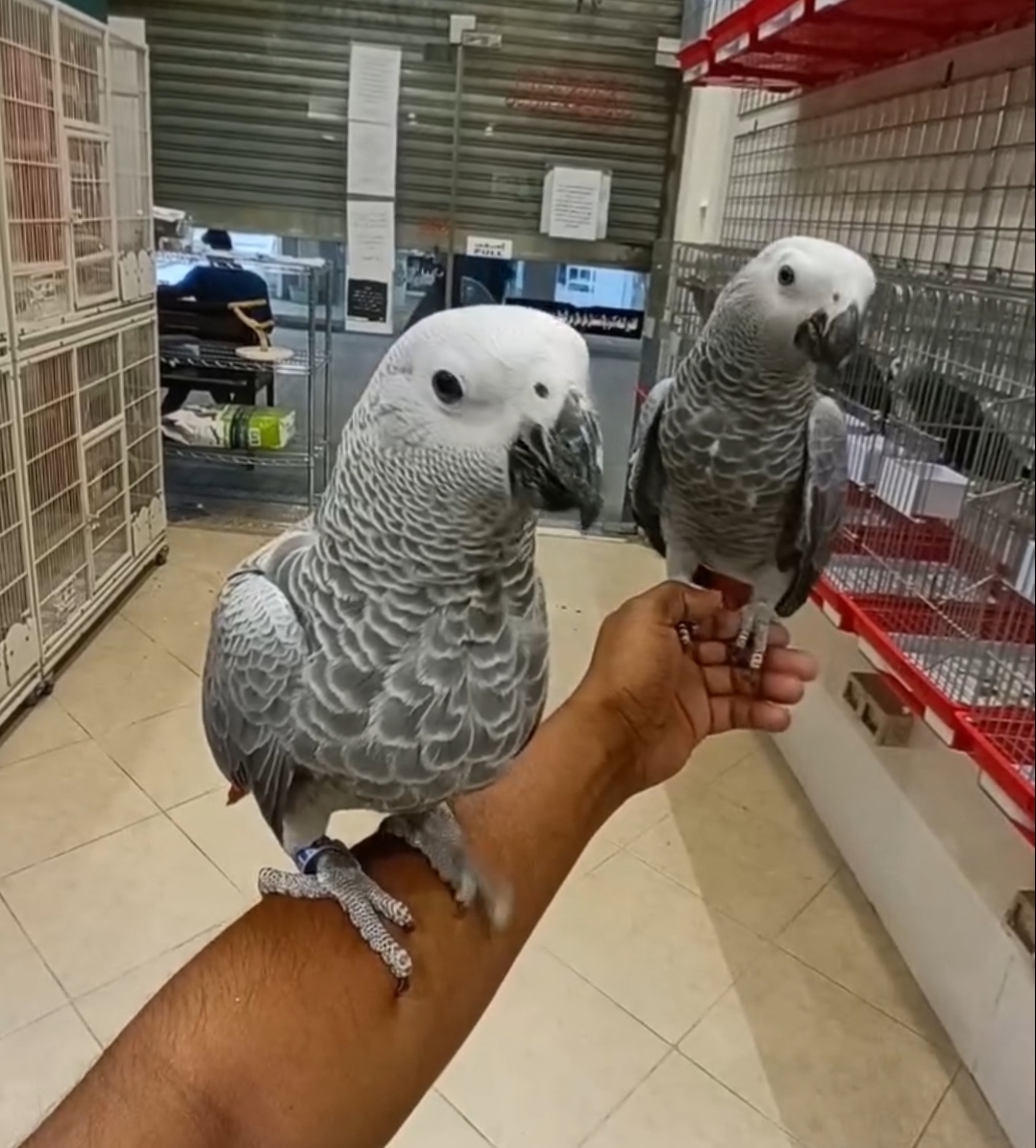 Healthy Young baby African Grey Parrots for sale whatsApp: +447832351487