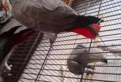 Healthy Young baby African Grey Parrots for sale whatsApp: +447832351487