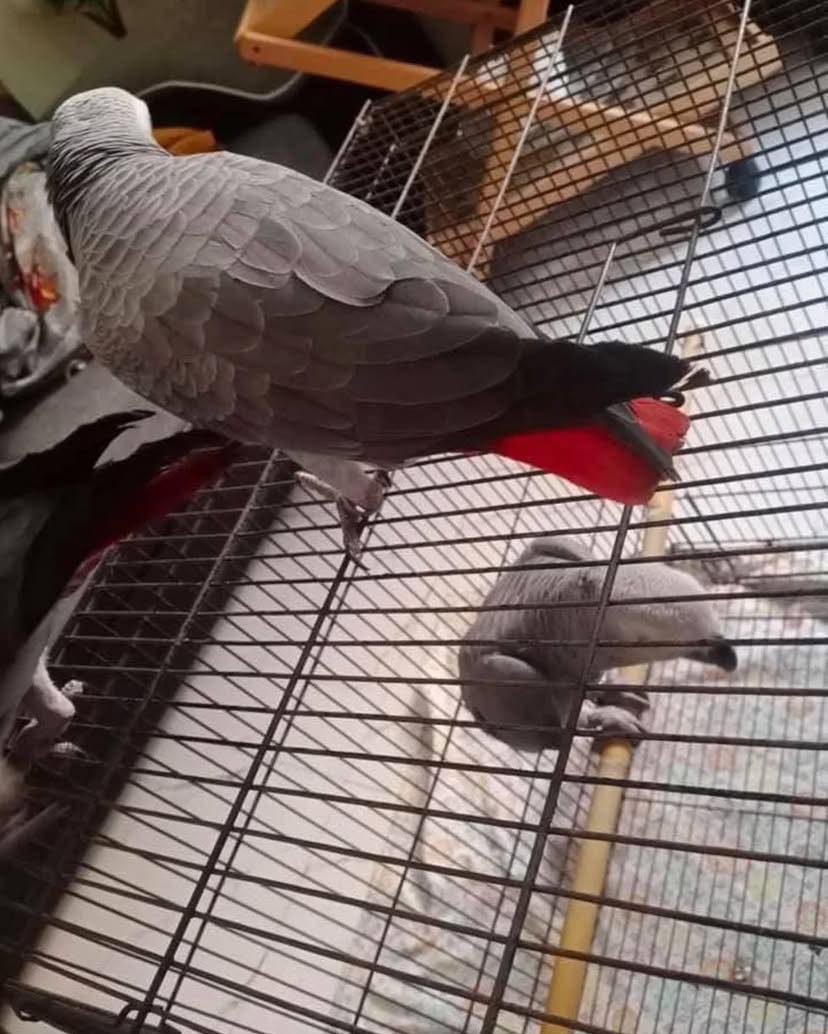 Healthy Young baby African Grey Parrots for sale whatsApp: +447832351487