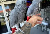 Healthy Young baby African Grey Parrots for sale whatsApp: +447832351487