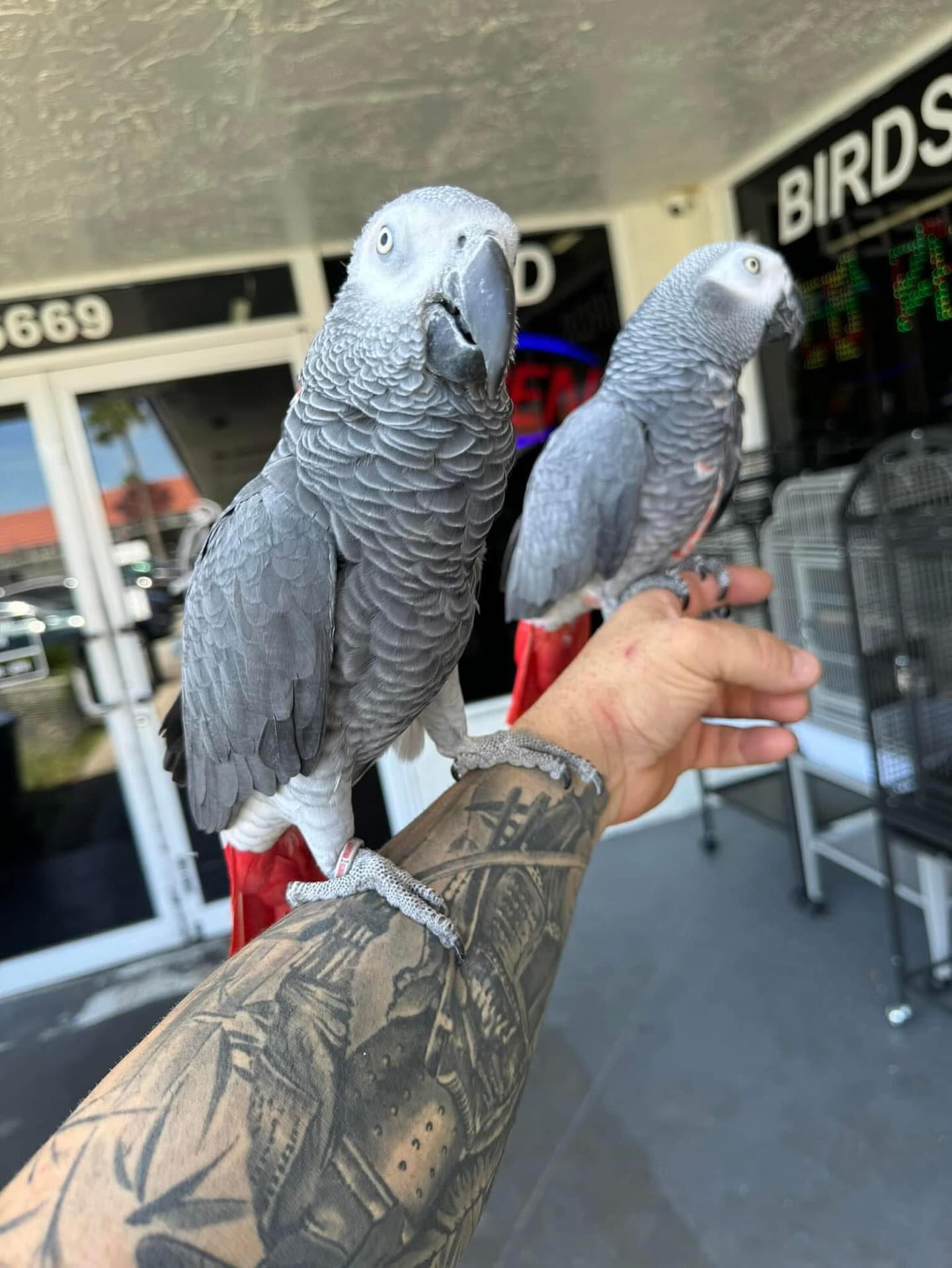 Healthy Young baby African Grey Parrots for sale whatsApp: +447832351487