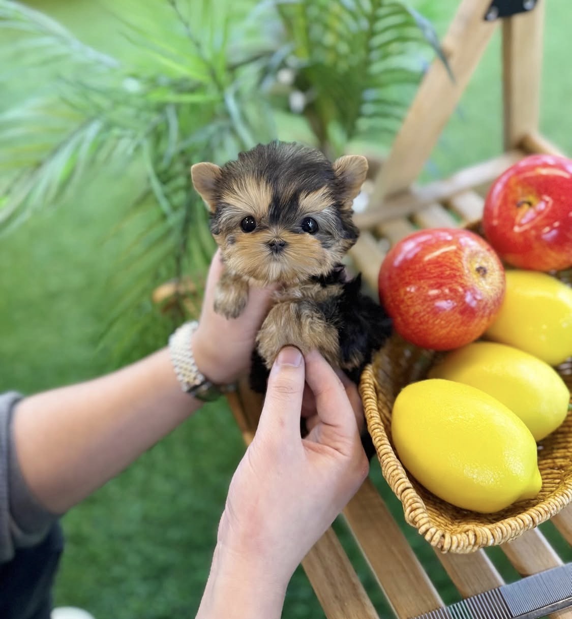Amazing teacup puppies for adoption