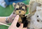 Amazing teacup puppies for adoption