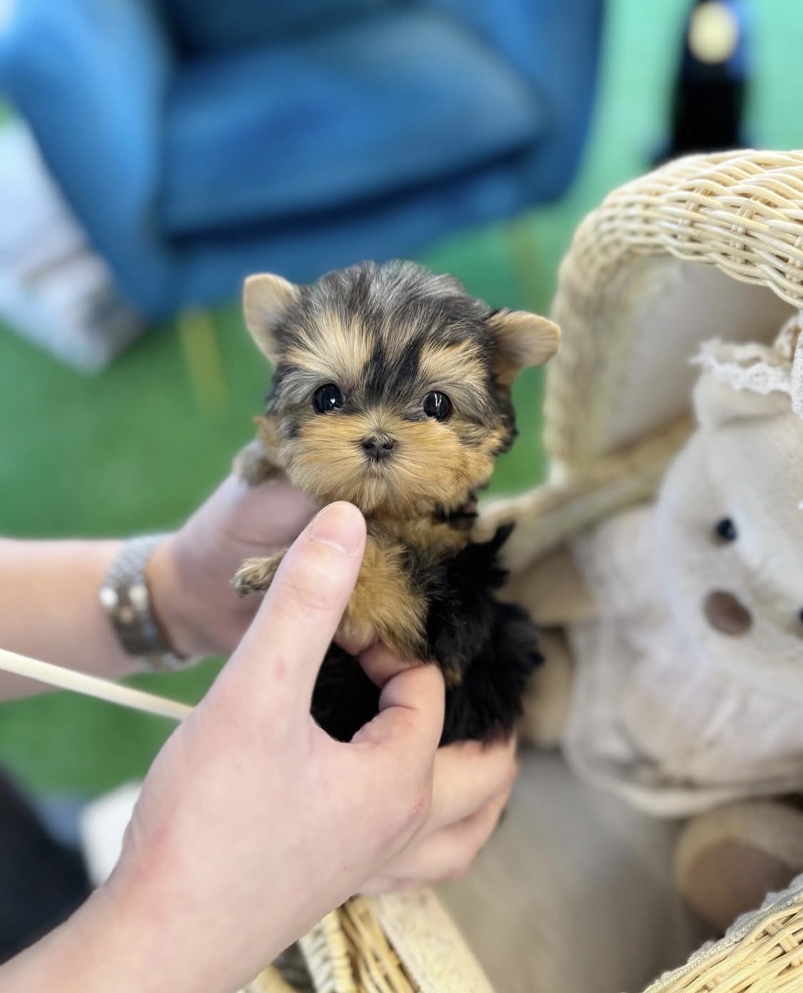 Amazing teacup puppies for adoption