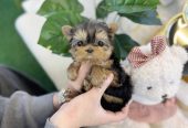 Amazing teacup puppies for adoption