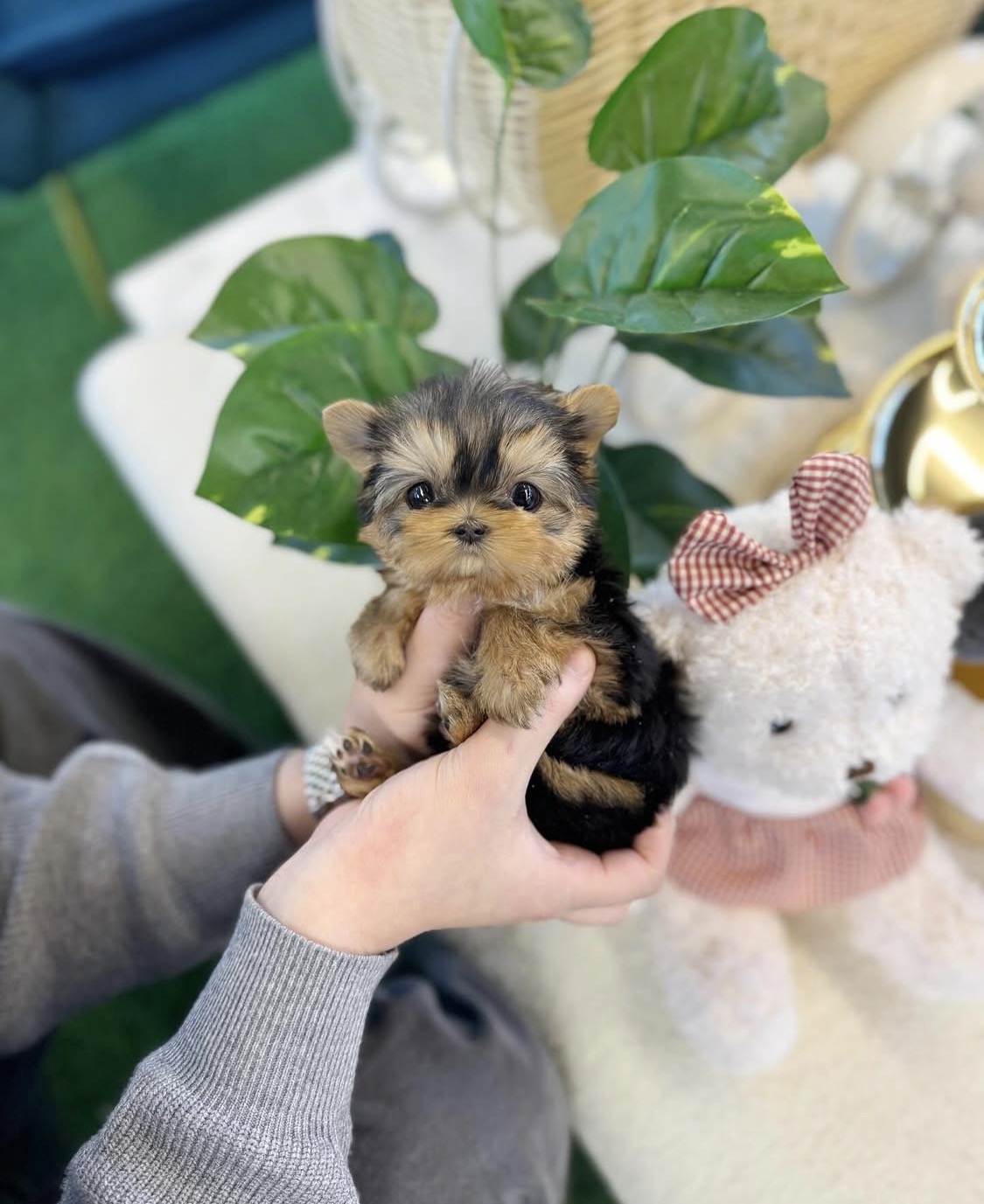 Amazing teacup puppies for adoption