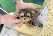 Amazing teacup puppies for adoption
