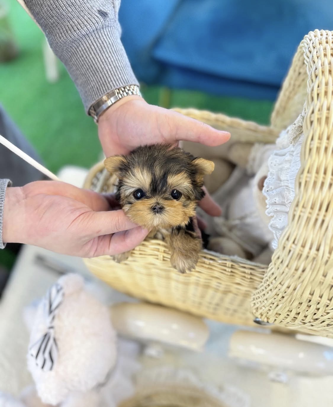 Amazing teacup puppies for adoption