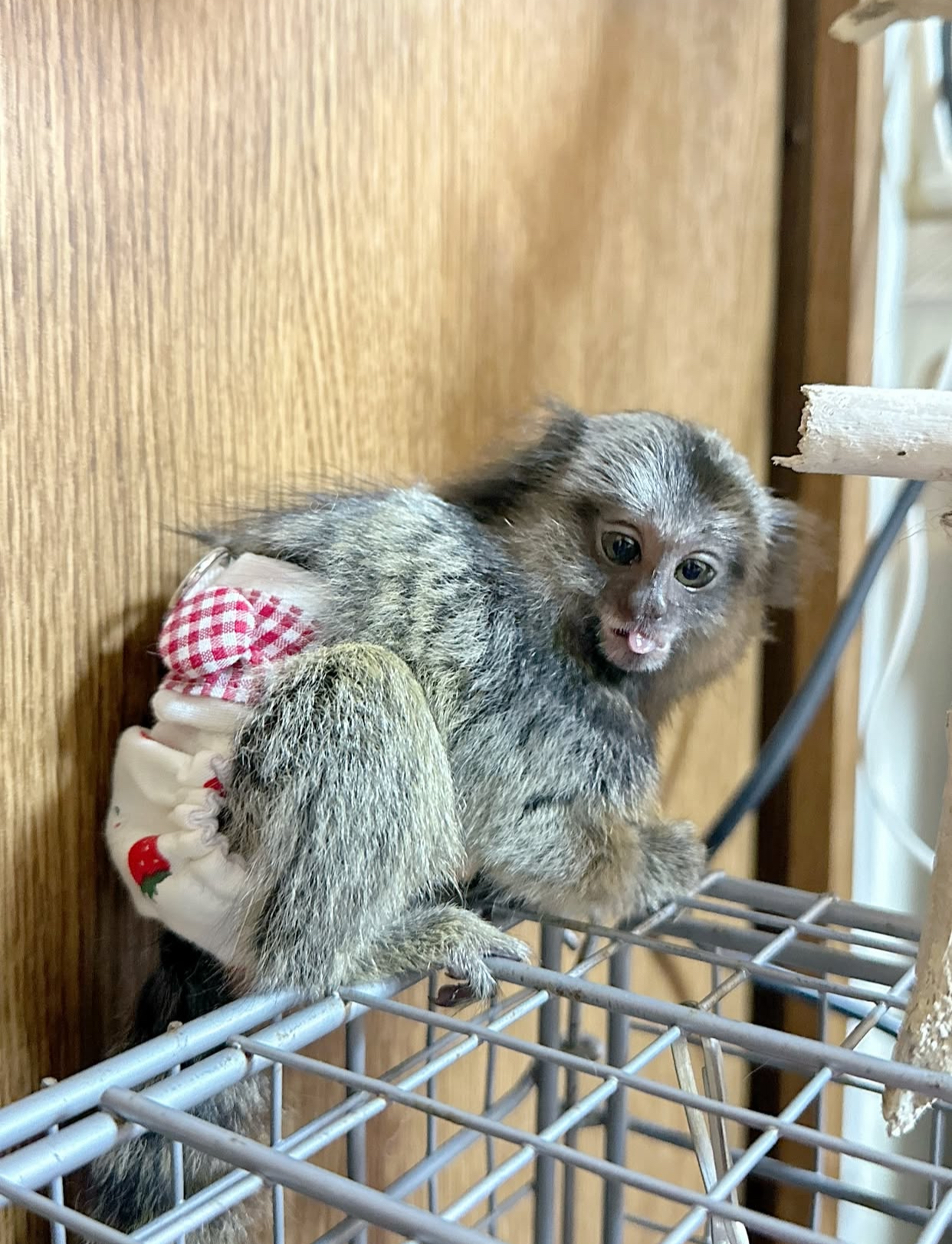 Christmas 🎄 Marmoset Monkeys