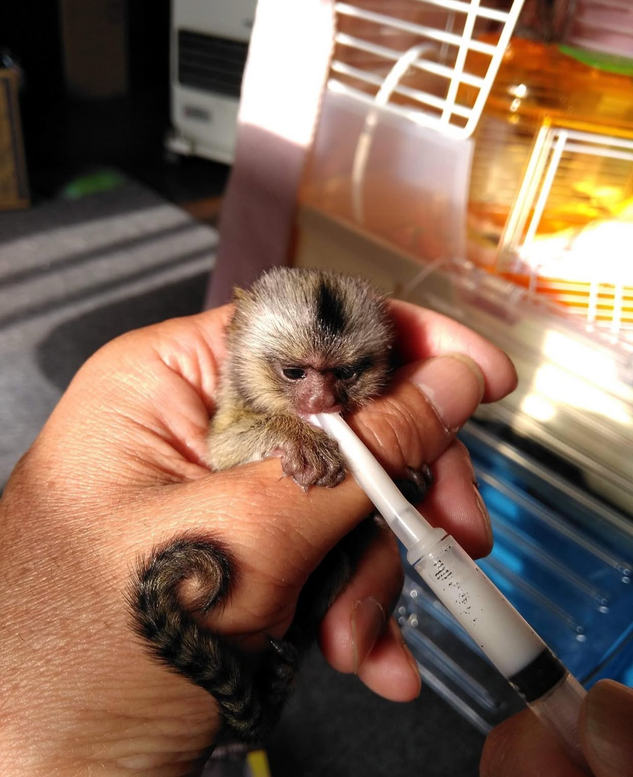 Surprise your Kids for Christmas 🎄