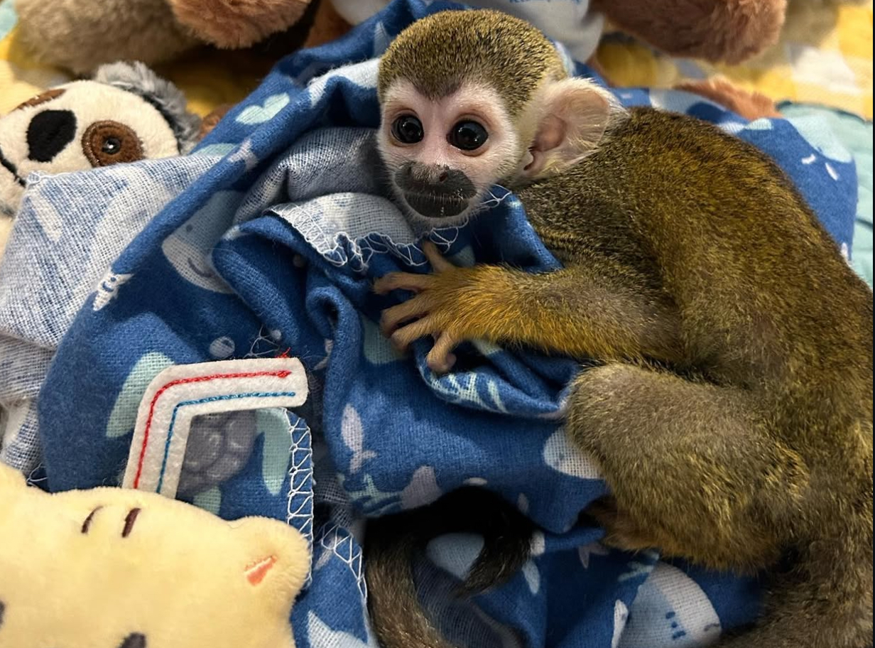 Christmas 🎄 Squirrel Playful Monkeys