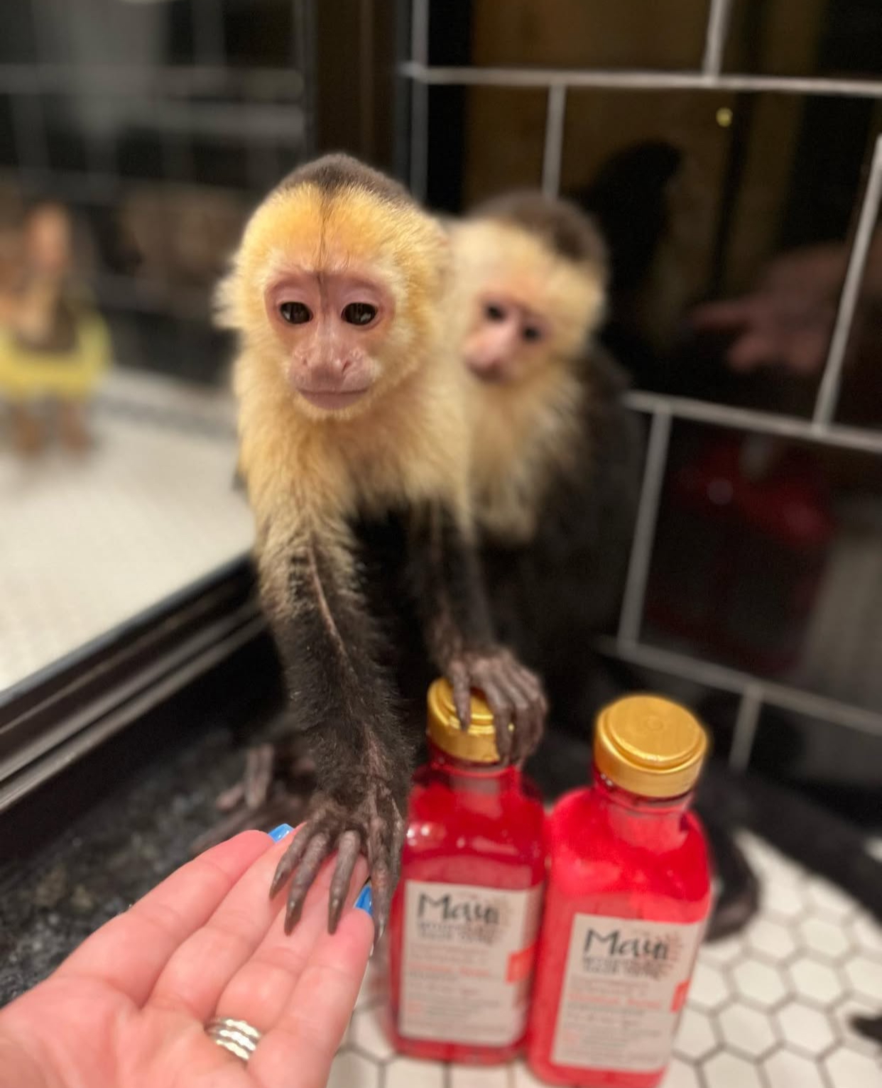 Christmas 🎄 Capuchin Playful Monkeys