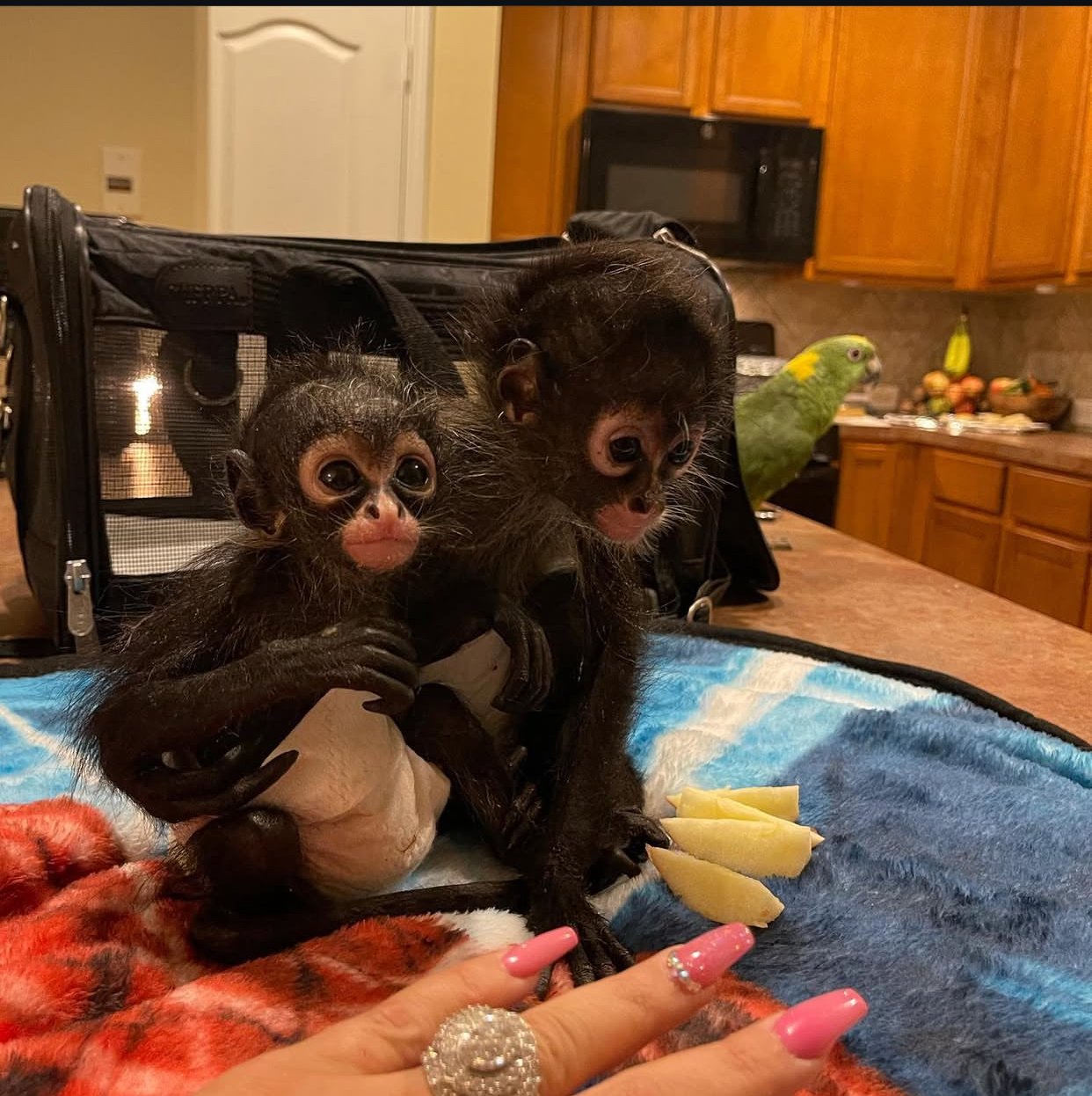 Christmas 🎄 Spider Monkeys very Playful