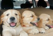 Golden retriever puppies ready