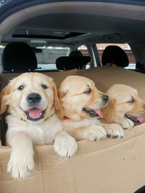 Golden retriever puppies ready