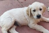 Golden retriever puppies ready
