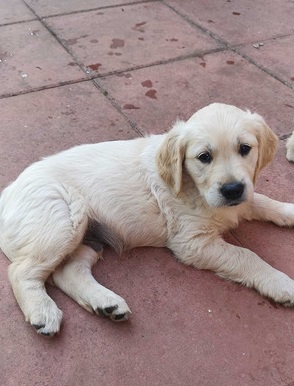 Golden retriever puppies ready