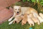 Golden retriever puppies ready