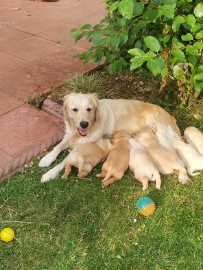 Golden retriever puppies ready