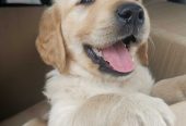 Golden retriever puppies ready