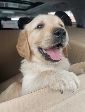Golden retriever puppies ready