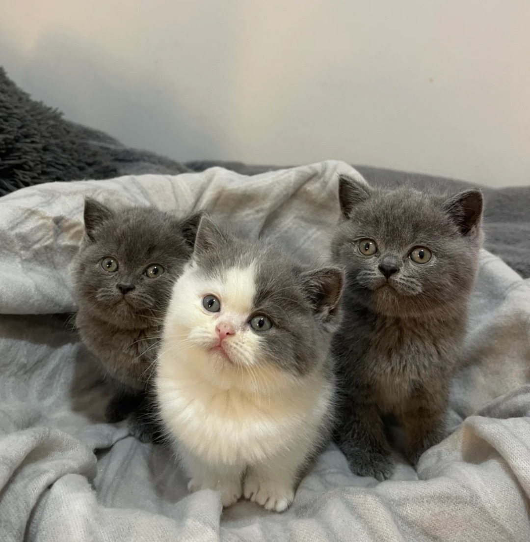 Beautiful chunky British shorthair kittens 🐈