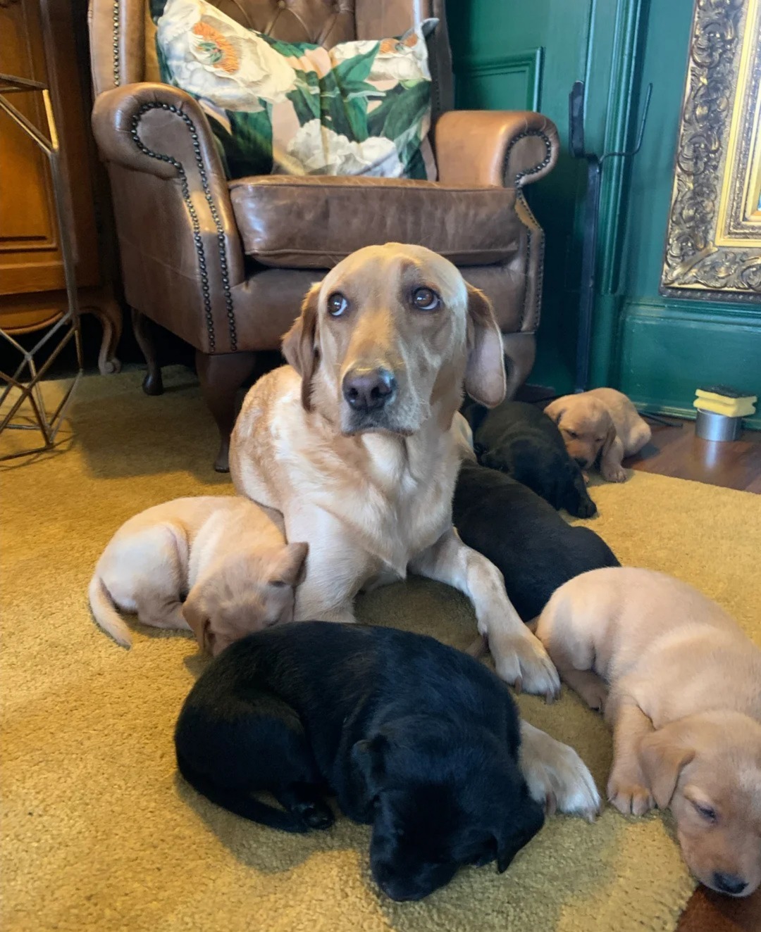 Standout KC reg labradors, Bowes-Lyon bloodline