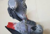 Pair of African grey parrots for Adoption whatsApp +44 7832351487