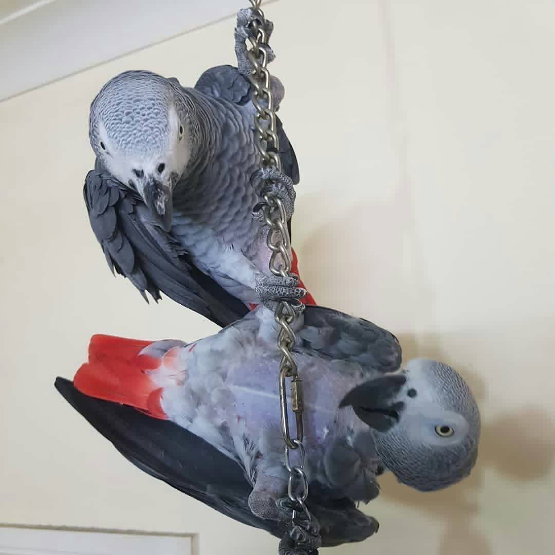 Pair of African grey parrots for Adoption whatsApp +44 7832351487