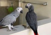 Pair of African grey parrots for Adoption whatsApp +44 7832351487