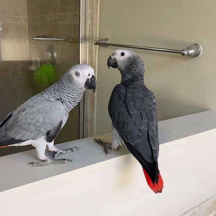 Pair of African grey parrots for Adoption whatsApp +44 7832351487