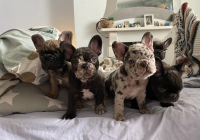 92d08412f6b2ec38_11576138736955622be3fda1_85750373